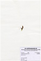 藏品(短尖假羽藻)的圖片